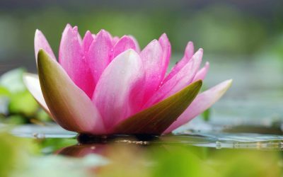 Le bassin aux nénuphars