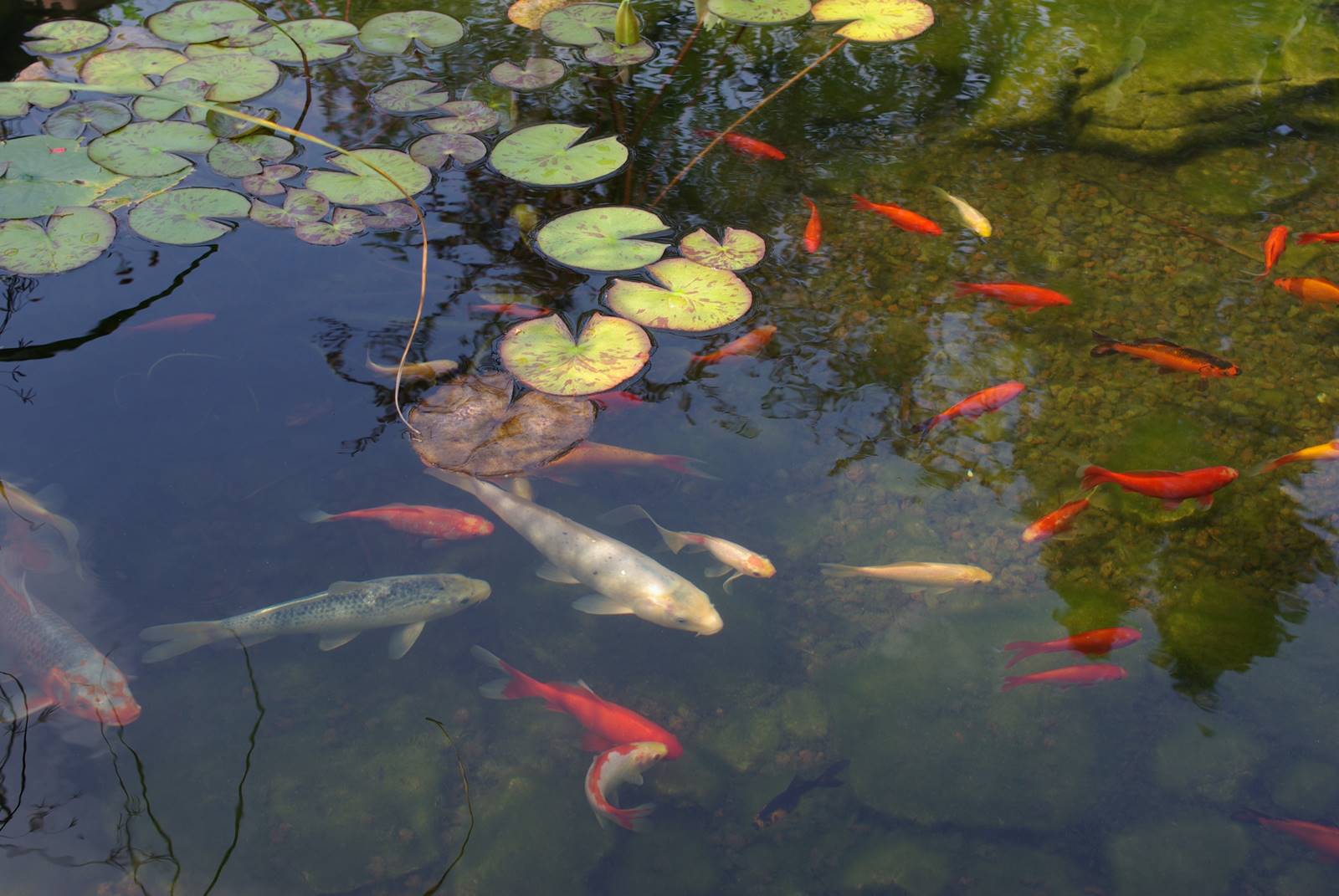 Pièce d'eau jardin (14)