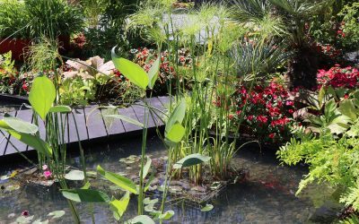 Quel bassin pour mon jardin?