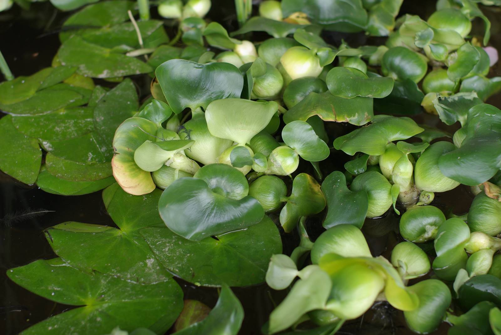 Plantes aquatiques (1)