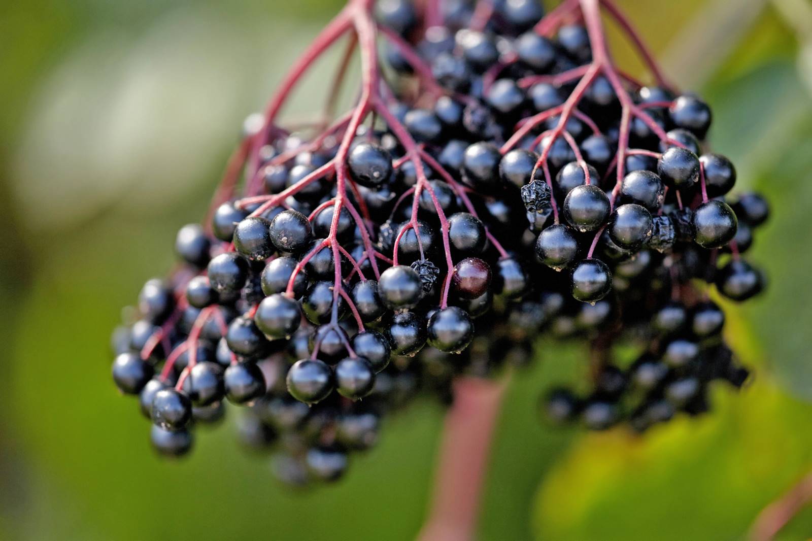 A close-up of ripe elderberry berries against a green background.