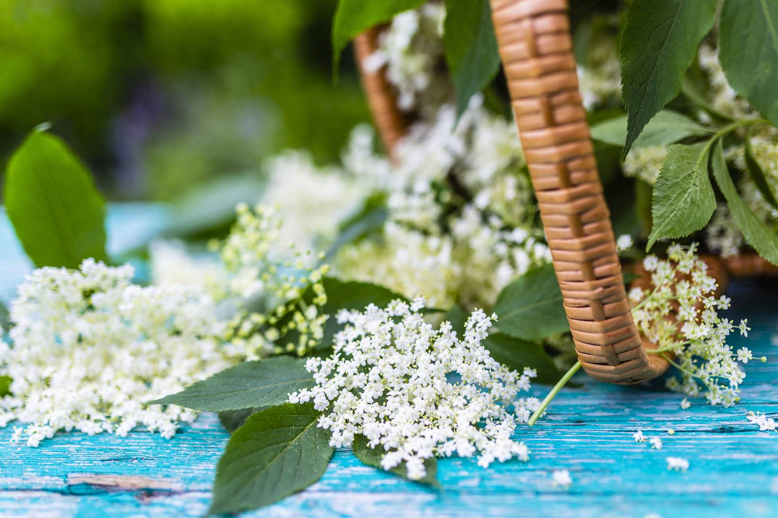 Sureau Depositphotos (5)