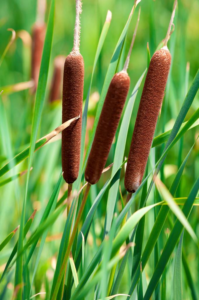 Typha latifolia Depositphotos