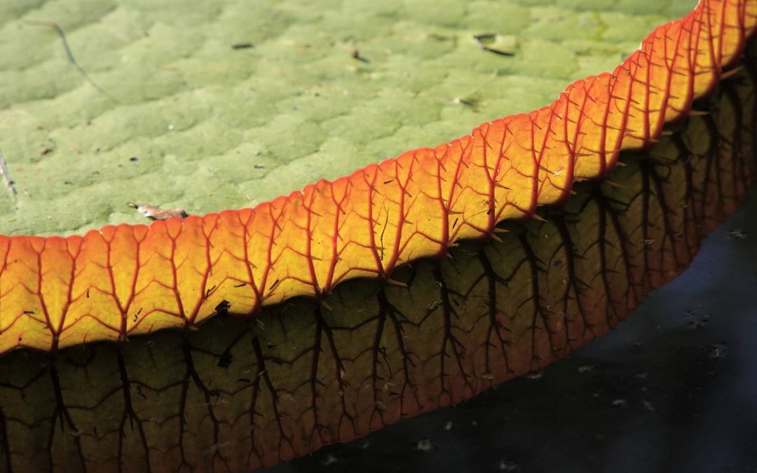 Maurice, île luxuriante