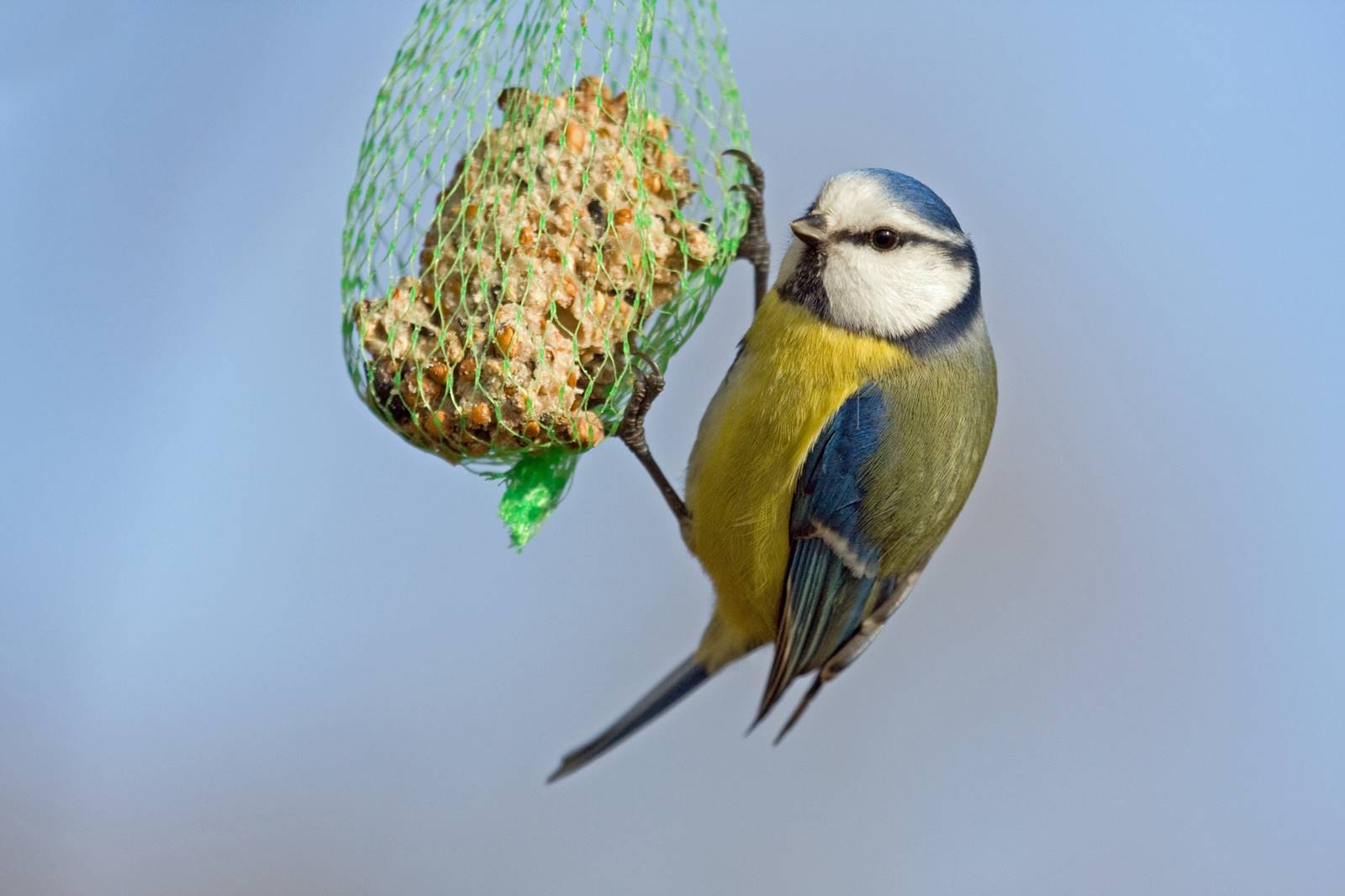 oiseau Depositphotos (14) oiseau Depositphotos (14)