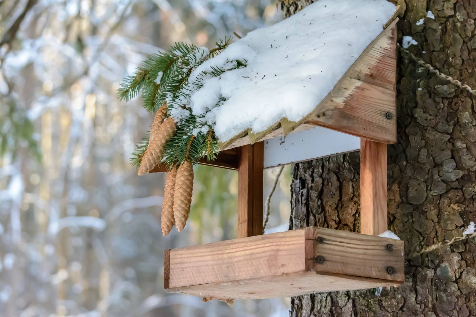 oiseau Depositphotos (16) oiseau Depositphotos (16)