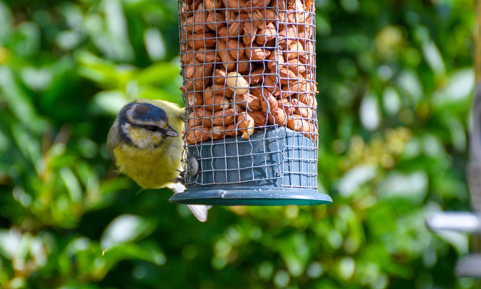 A blue tit feeding at a garden feeder A blue tit feeding at a garden feeder