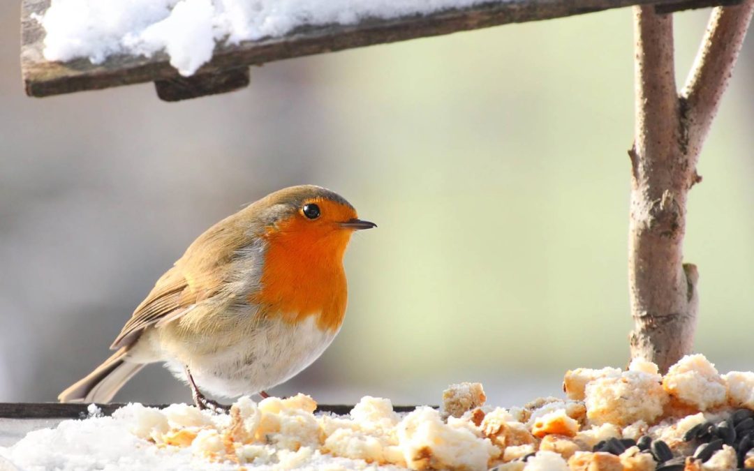 Une mangeoire pour les oiseaux
