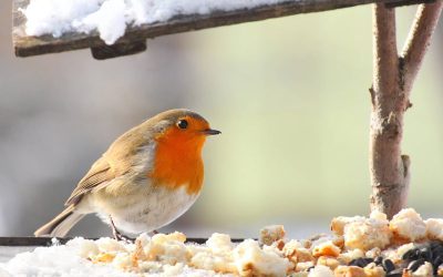 Une mangeoire pour les oiseaux