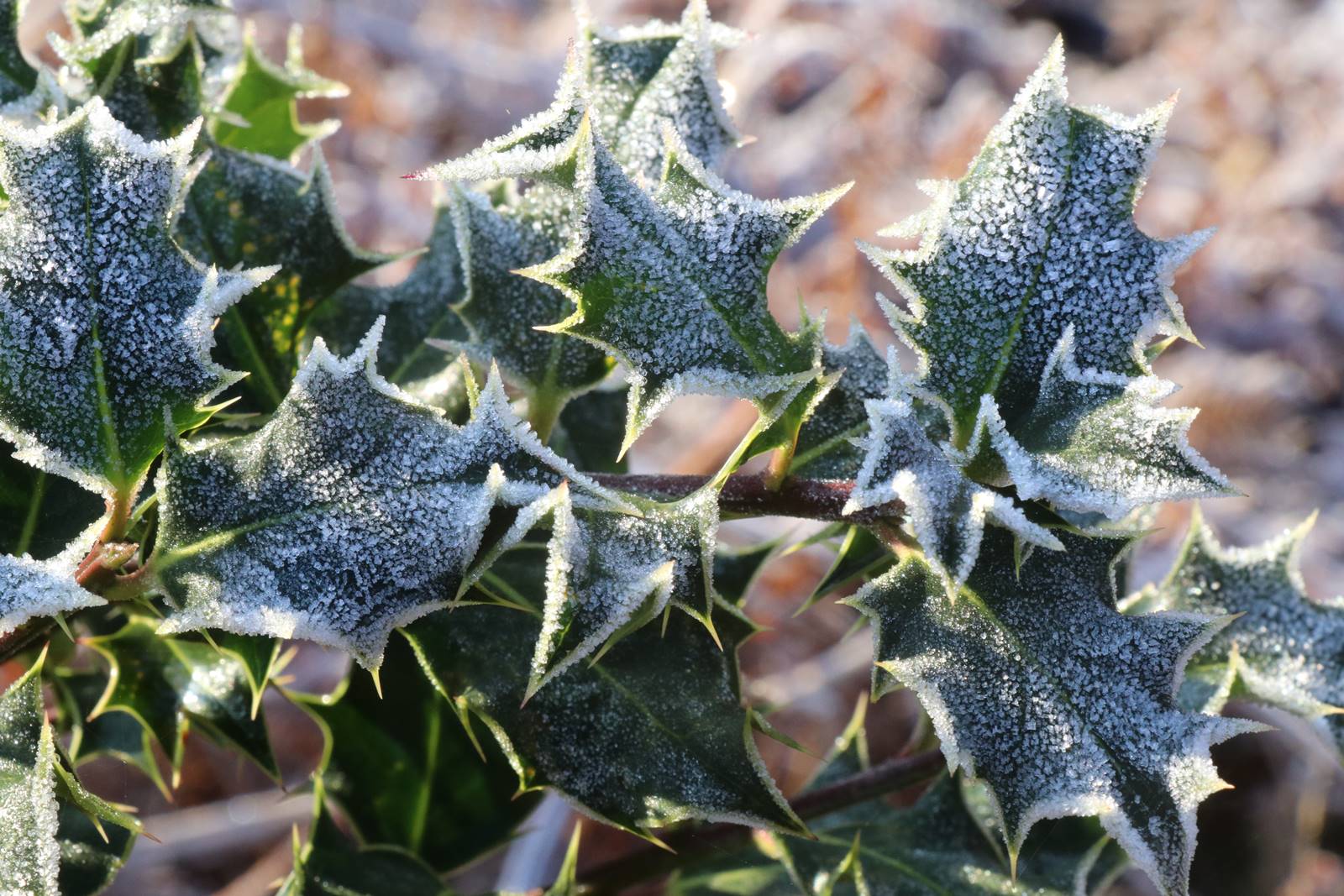 oiseau Terre (11) oiseau Terre (11)