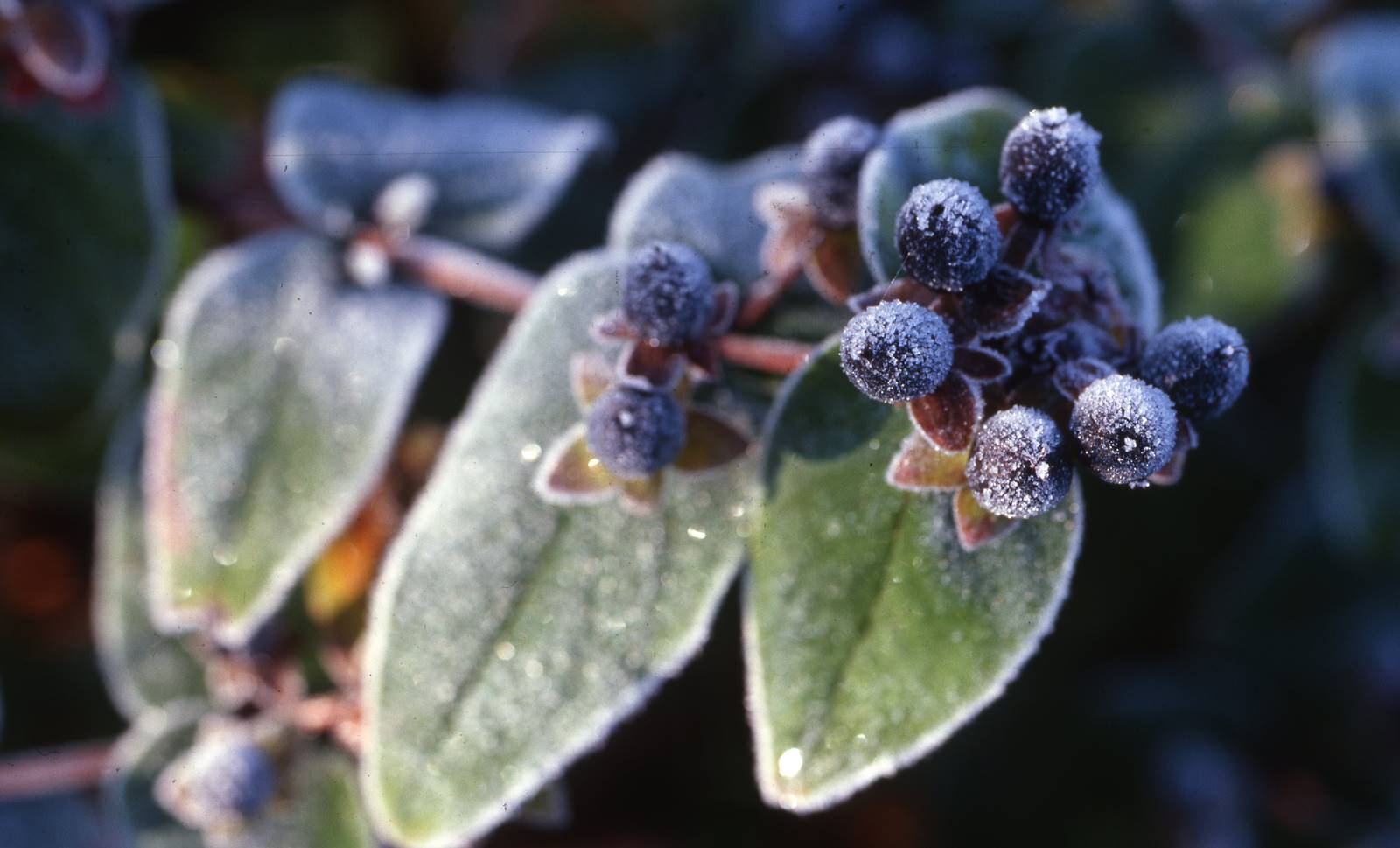 oiseau Terre (16) oiseau Terre (16)