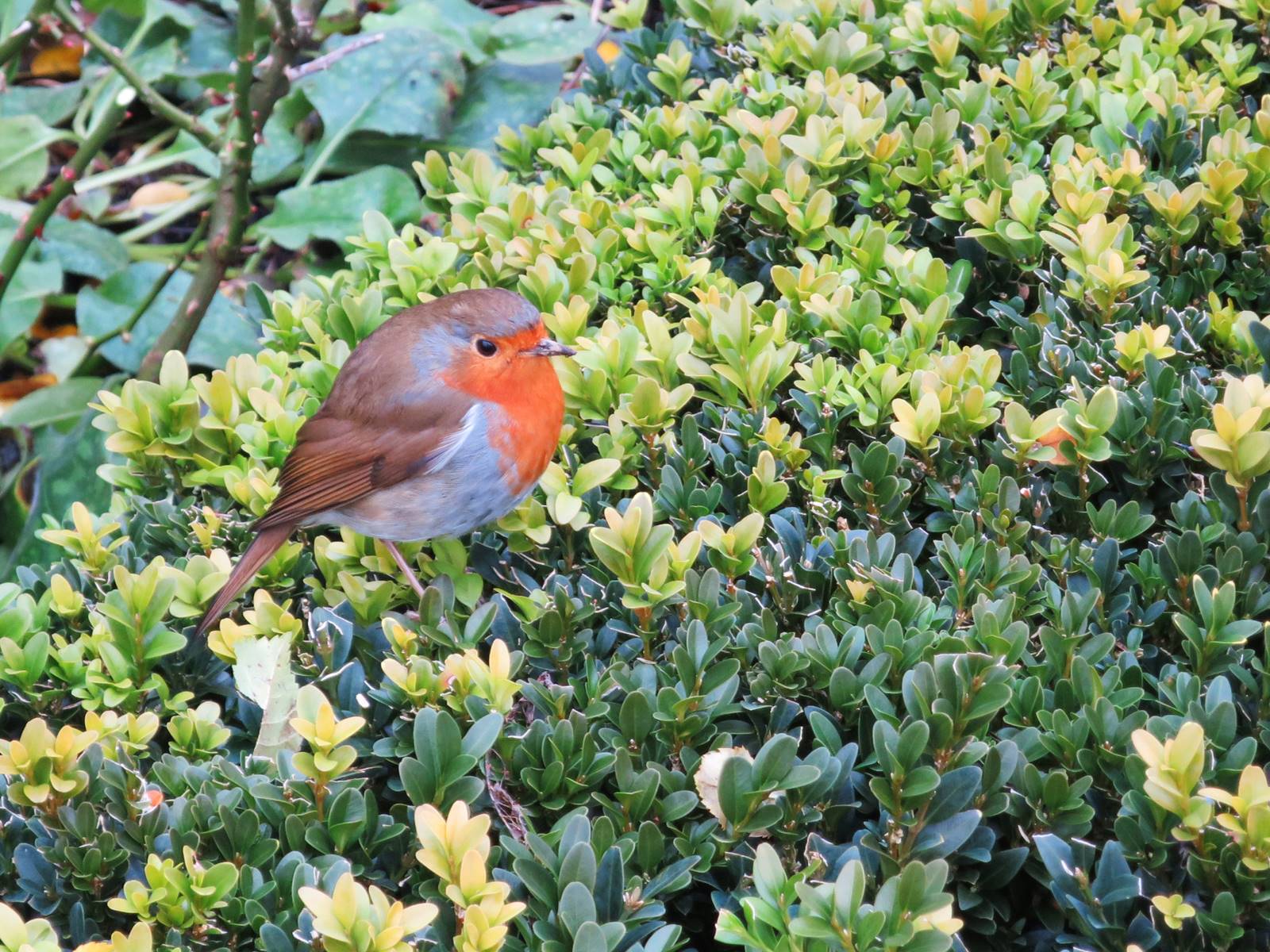 oiseau Terre (18) oiseau Terre (18)