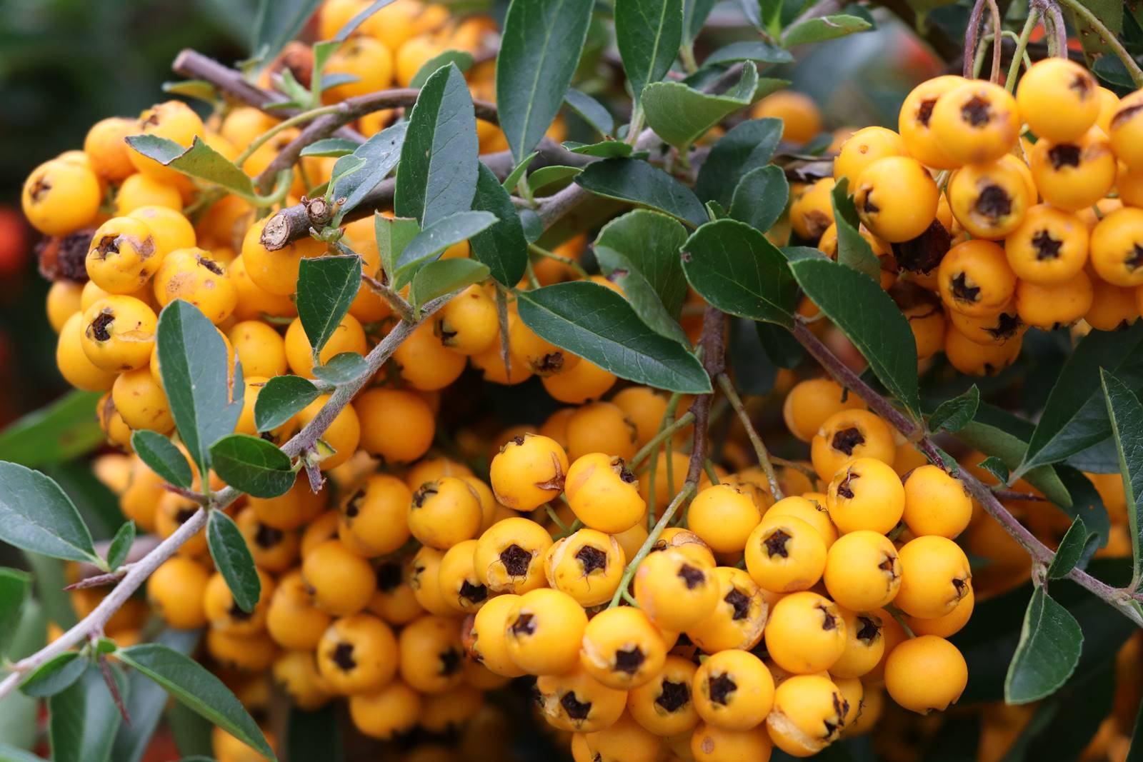 oiseau Terre (21) oiseau Terre (21)