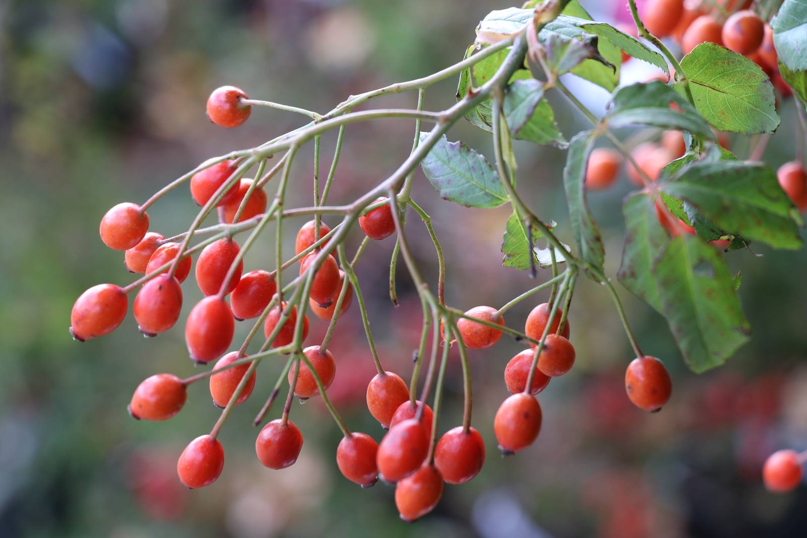 oiseau Terre (22) oiseau Terre (22)