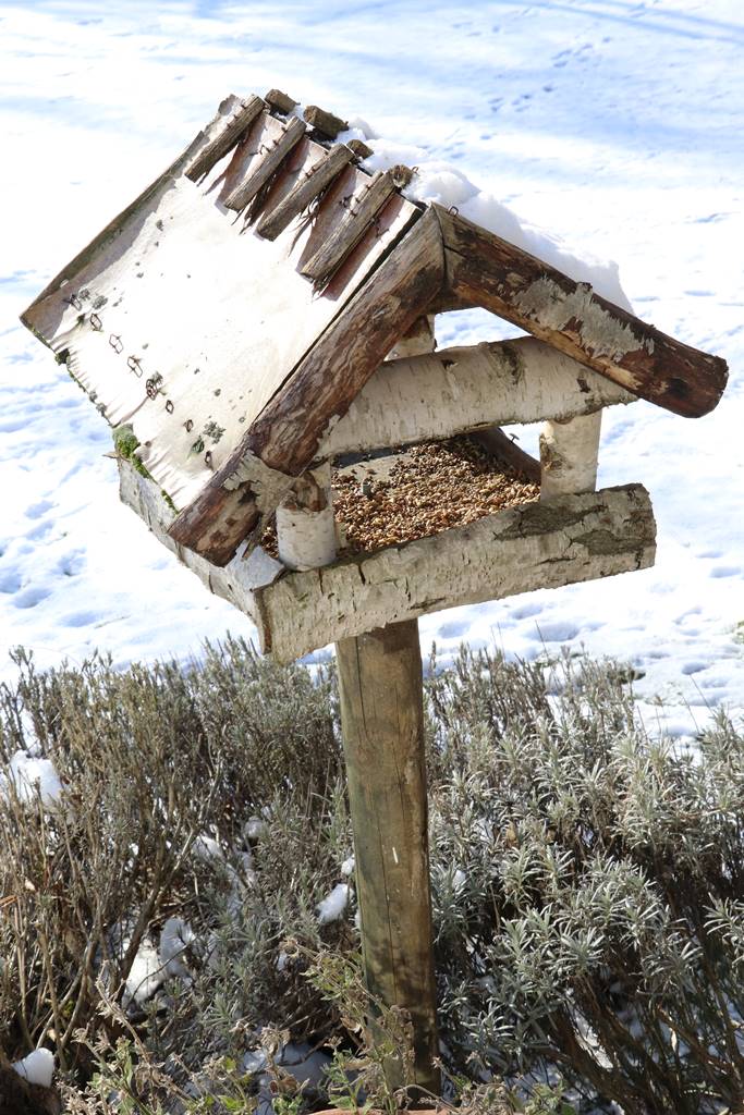 oiseau Terre (6) oiseau Terre (6)