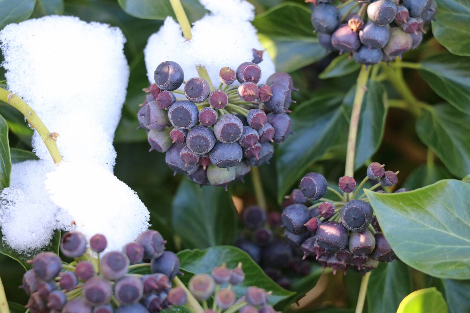 oiseau Terre (8) oiseau Terre (8)