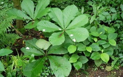 Le jardin vivant de Marc Knaepen