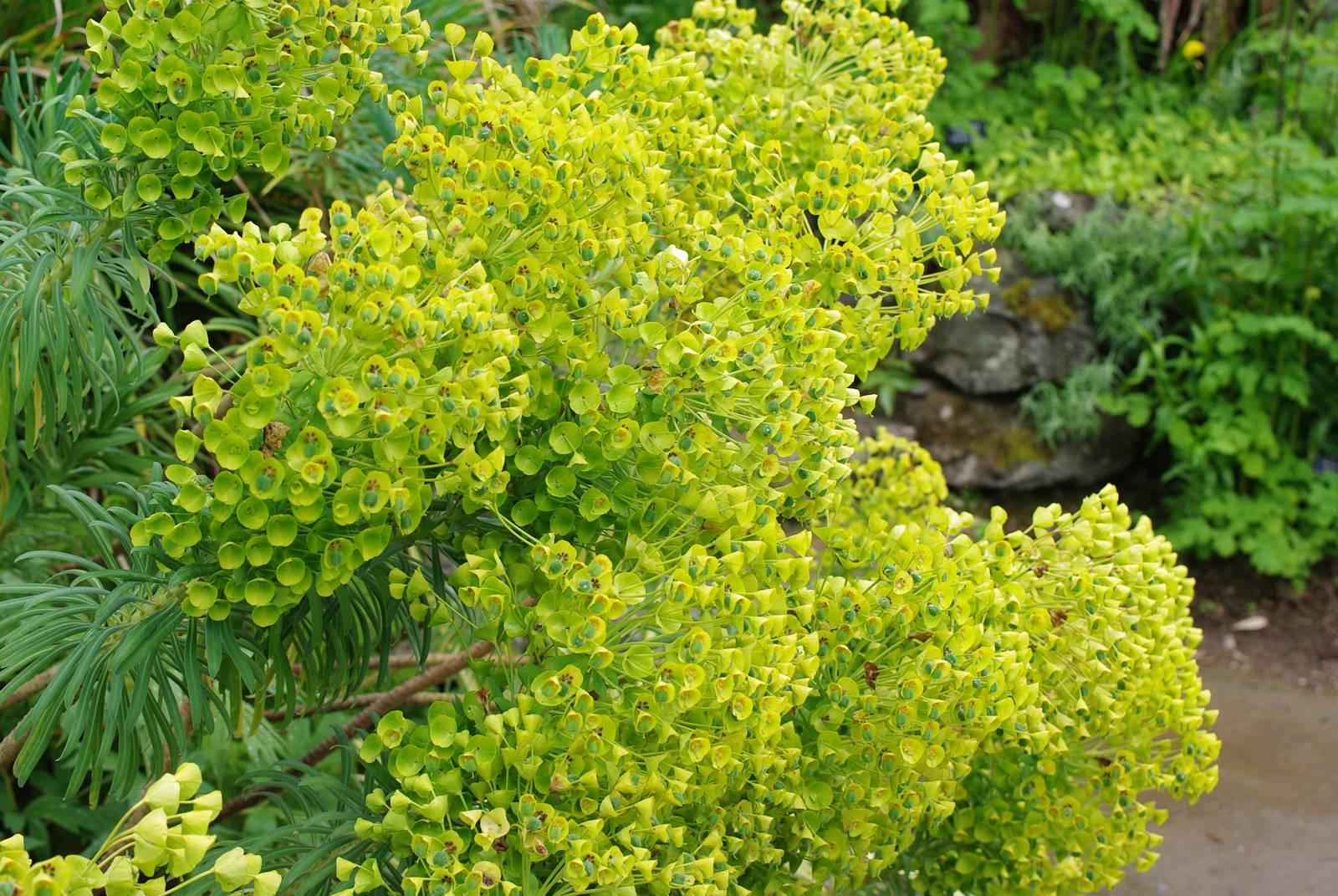Bodnant Garden Wales (25)