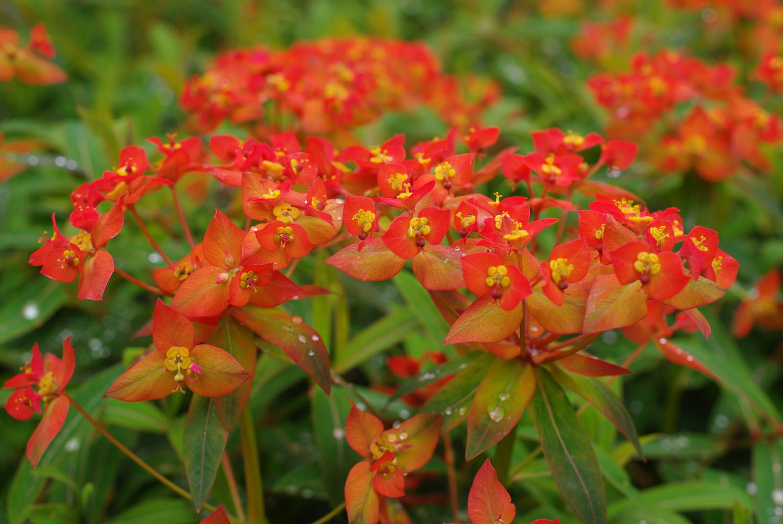 Bodnant Garden Wales (26)