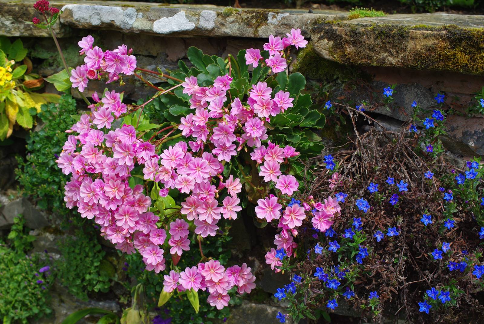 Bodnant Garden Wales (27)