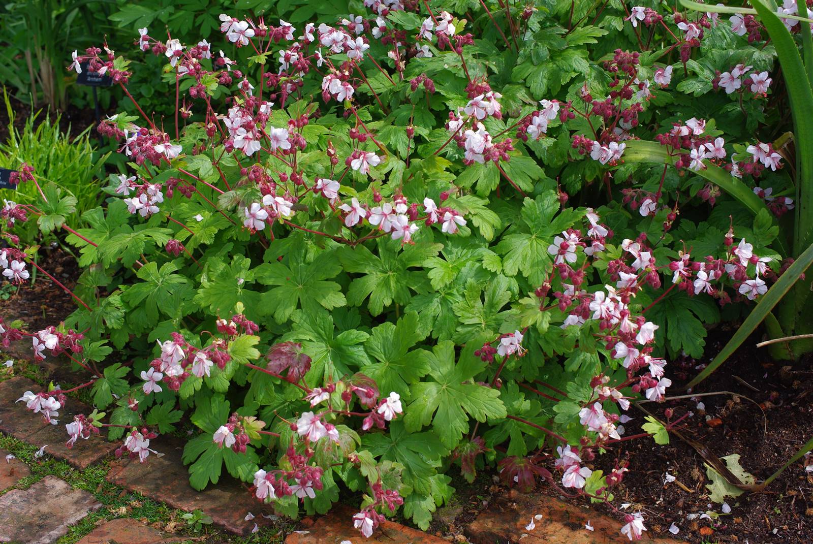 Bodnant Garden Wales (28)
