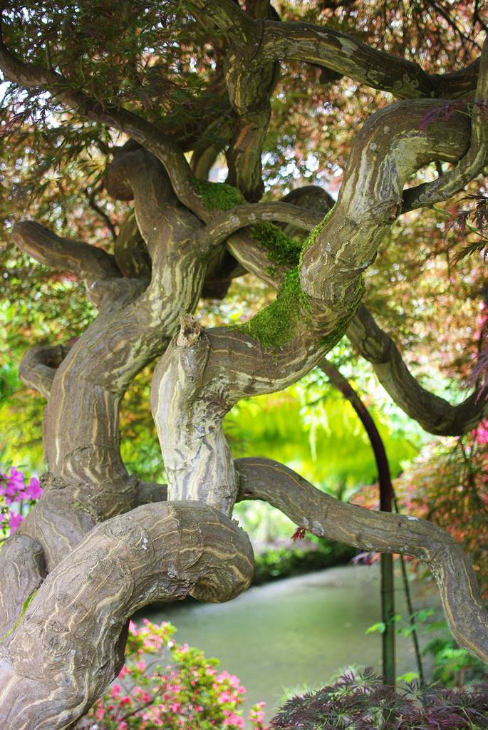 Bodnant Garden Wales (3)