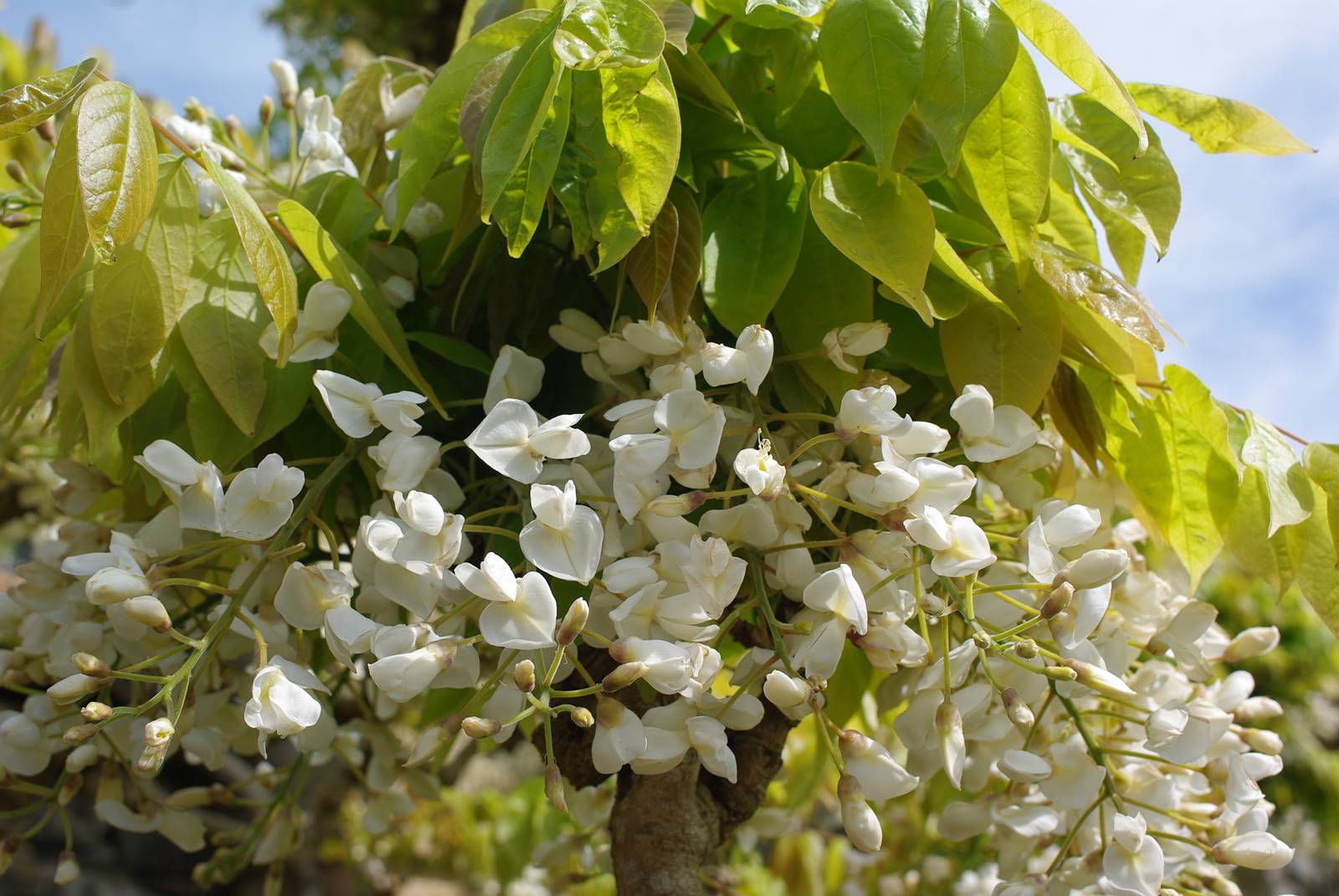 Bodnant Garden Wales (31)