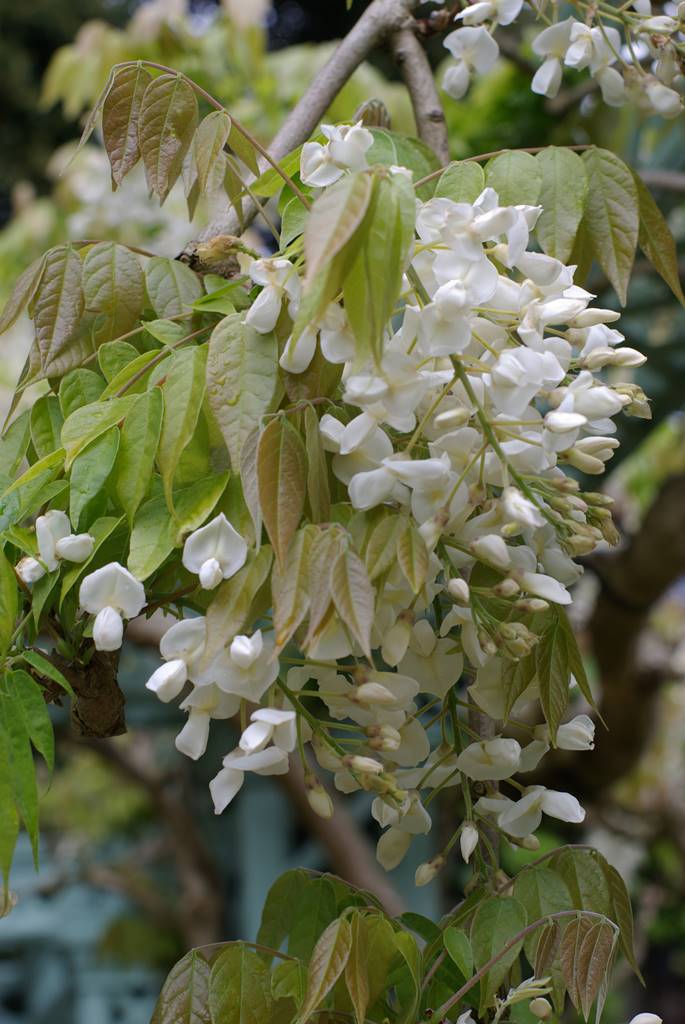 Bodnant Garden Wales (37)