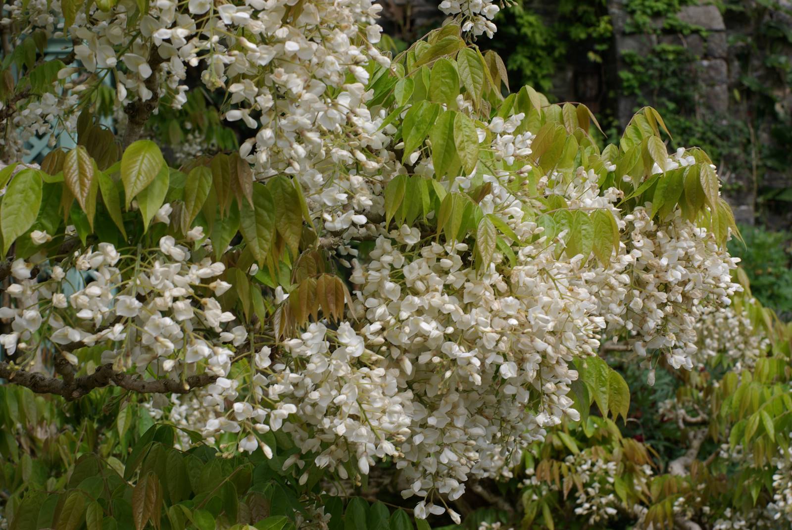Bodnant Garden Wales (38)