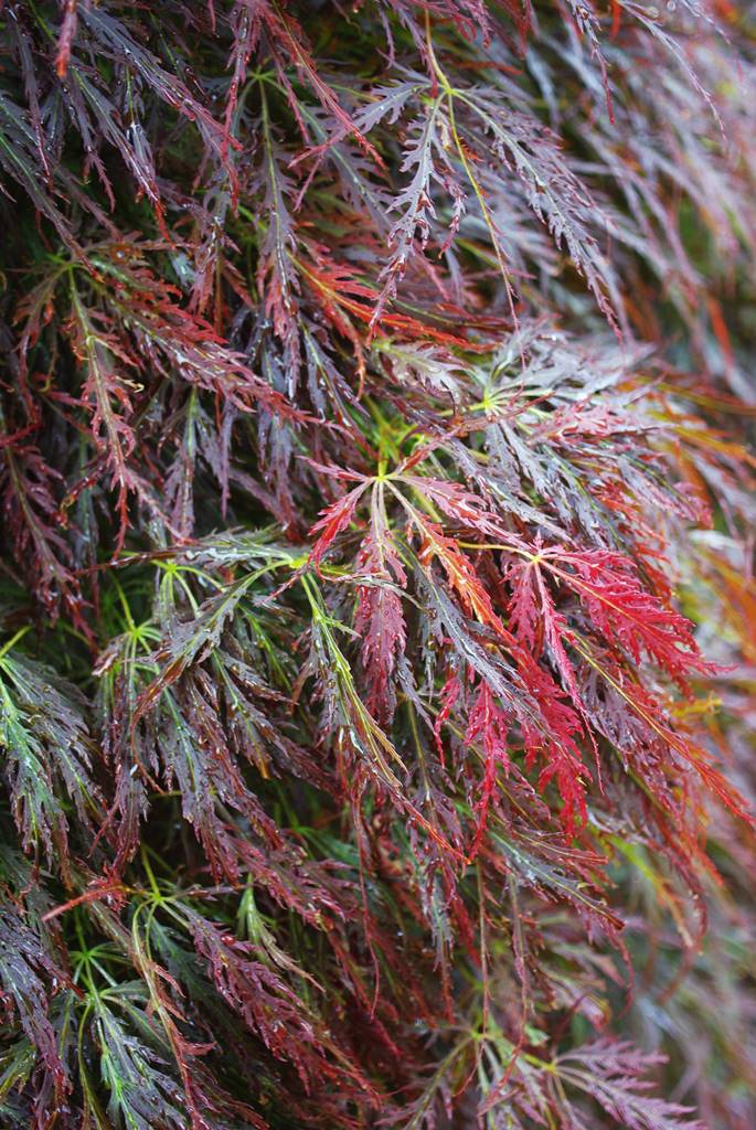 Bodnant Garden Wales (8)