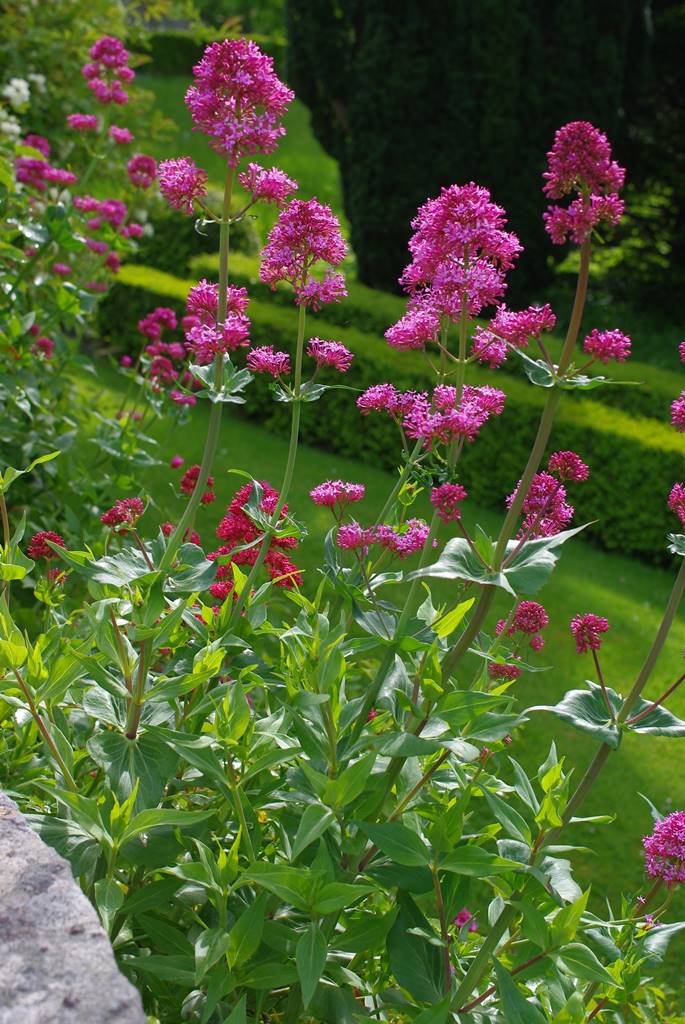 Bodysgallen Hall North Wales (14) Bodysgallen Hall North Wales (14)