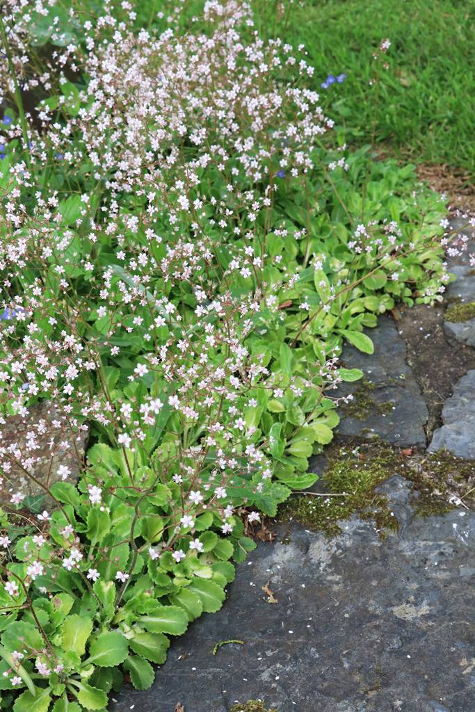 Cae Hir Wales (21) Cae Hir Wales (21)