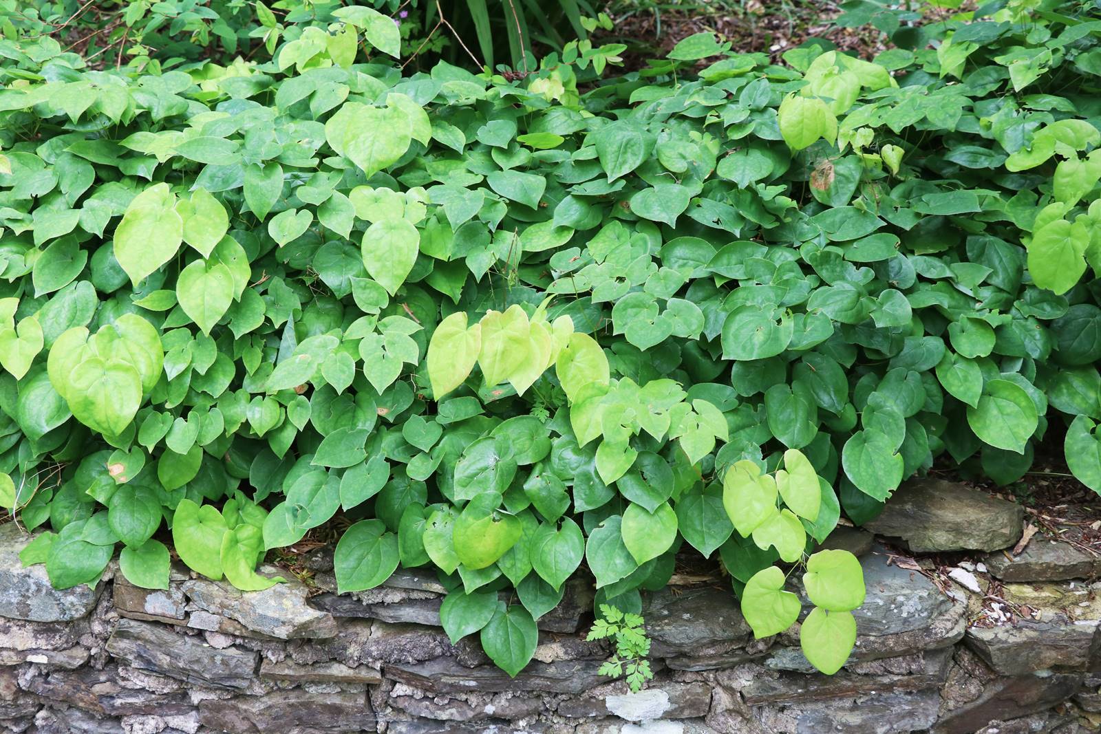 Cae Hir Wales (24) Cae Hir Wales (24)