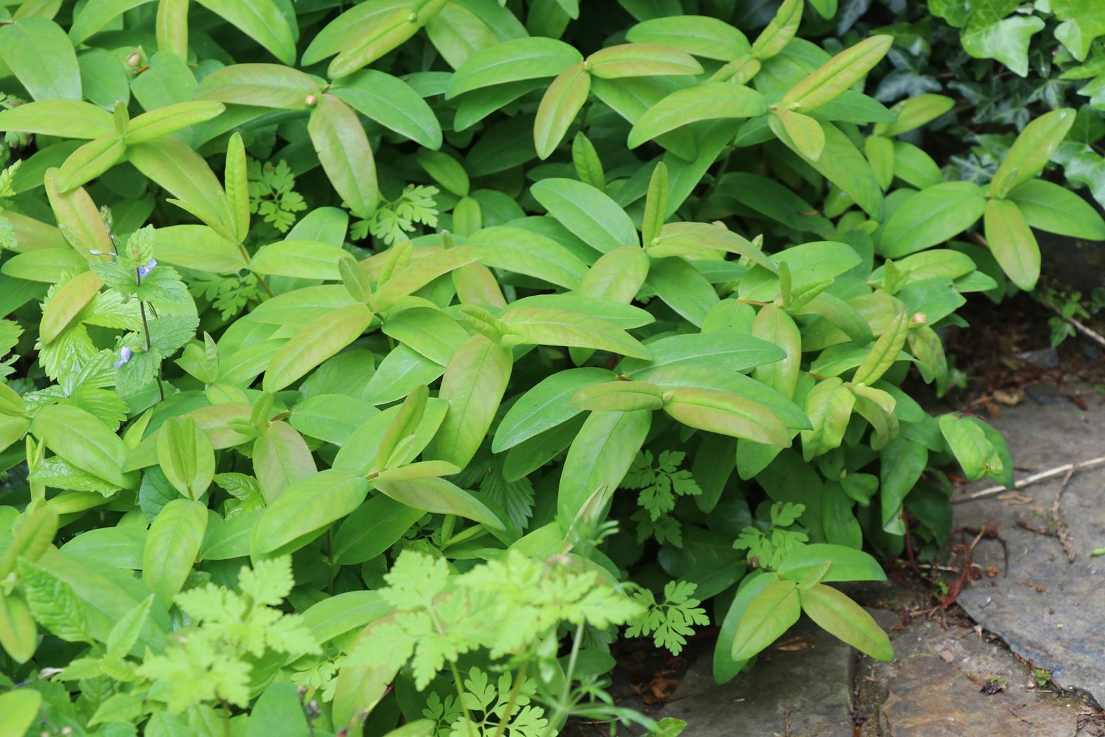 Cae Hir Wales (25) Cae Hir Wales (25)