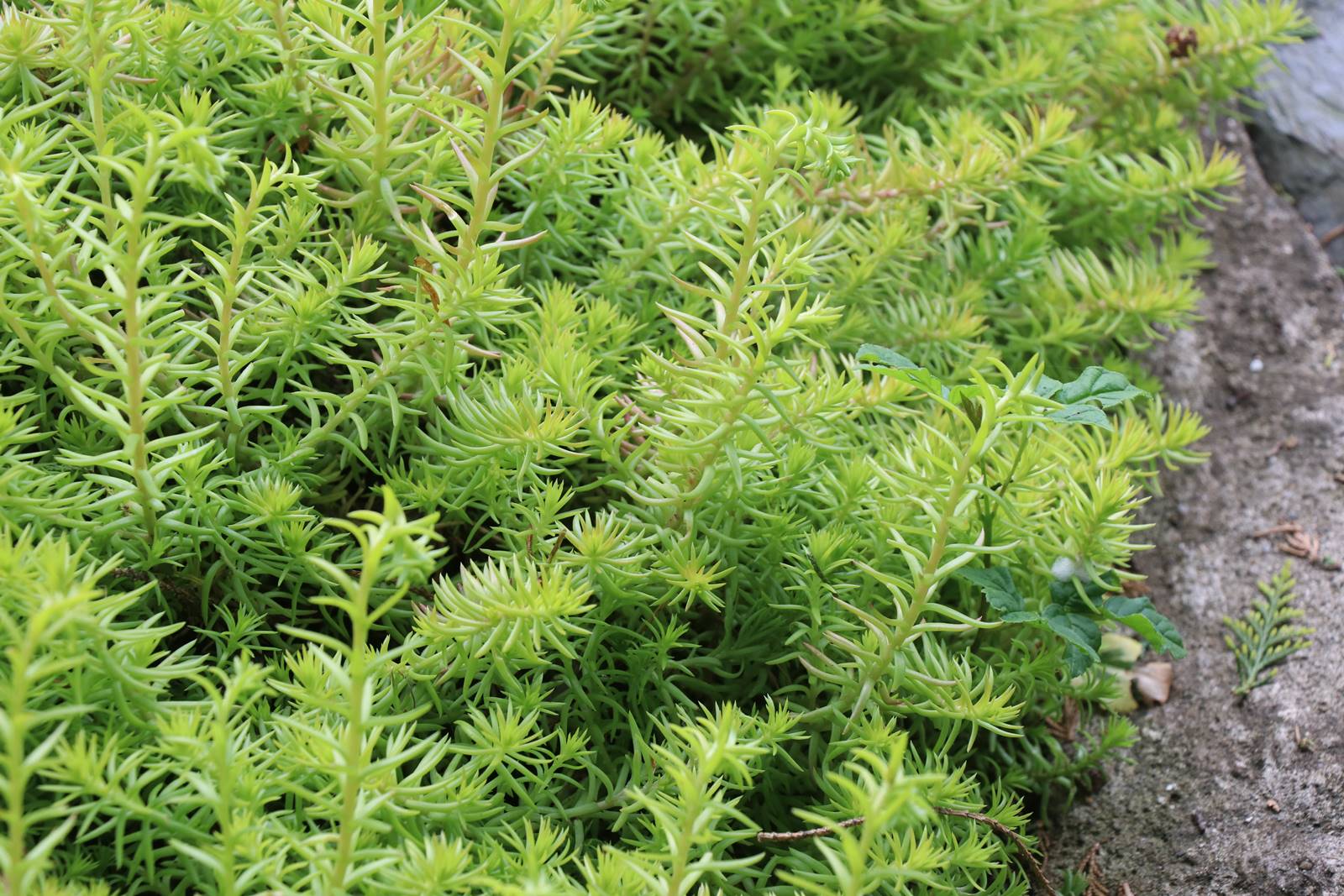 Cae Hir Wales (28) Cae Hir Wales (28)