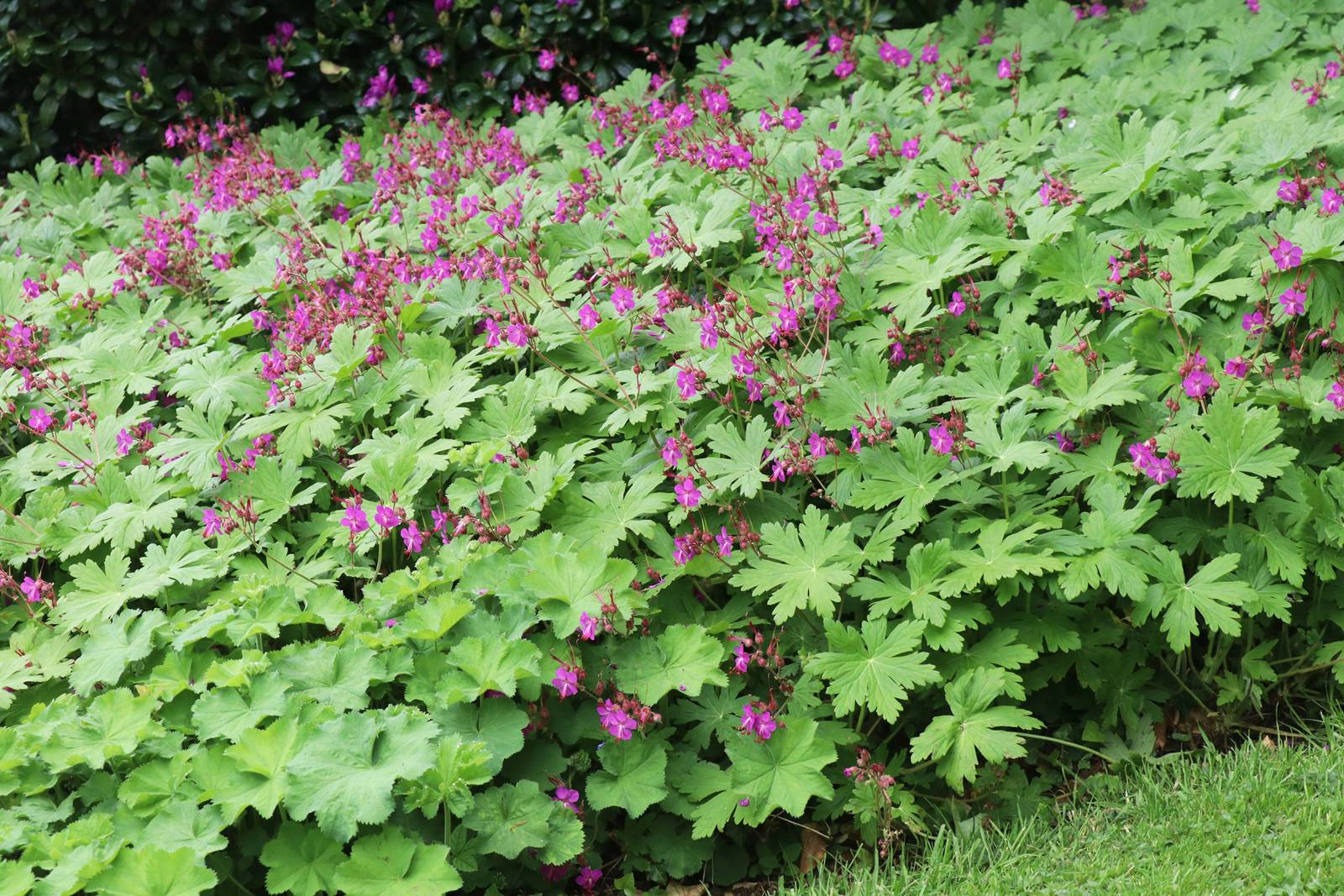 Cae Hir Wales (30) Cae Hir Wales (30)