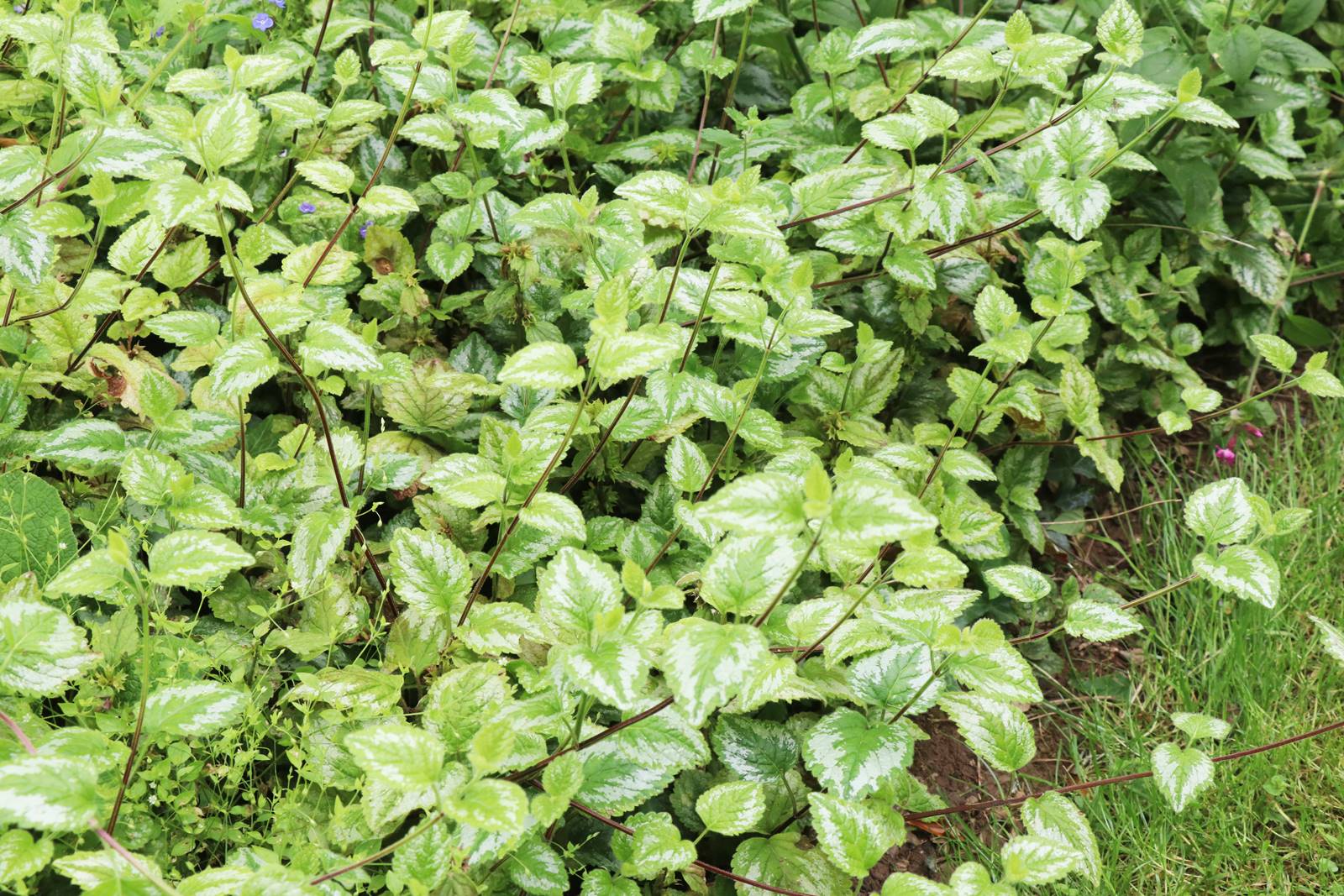 Cae Hir Wales (32) Cae Hir Wales (32)