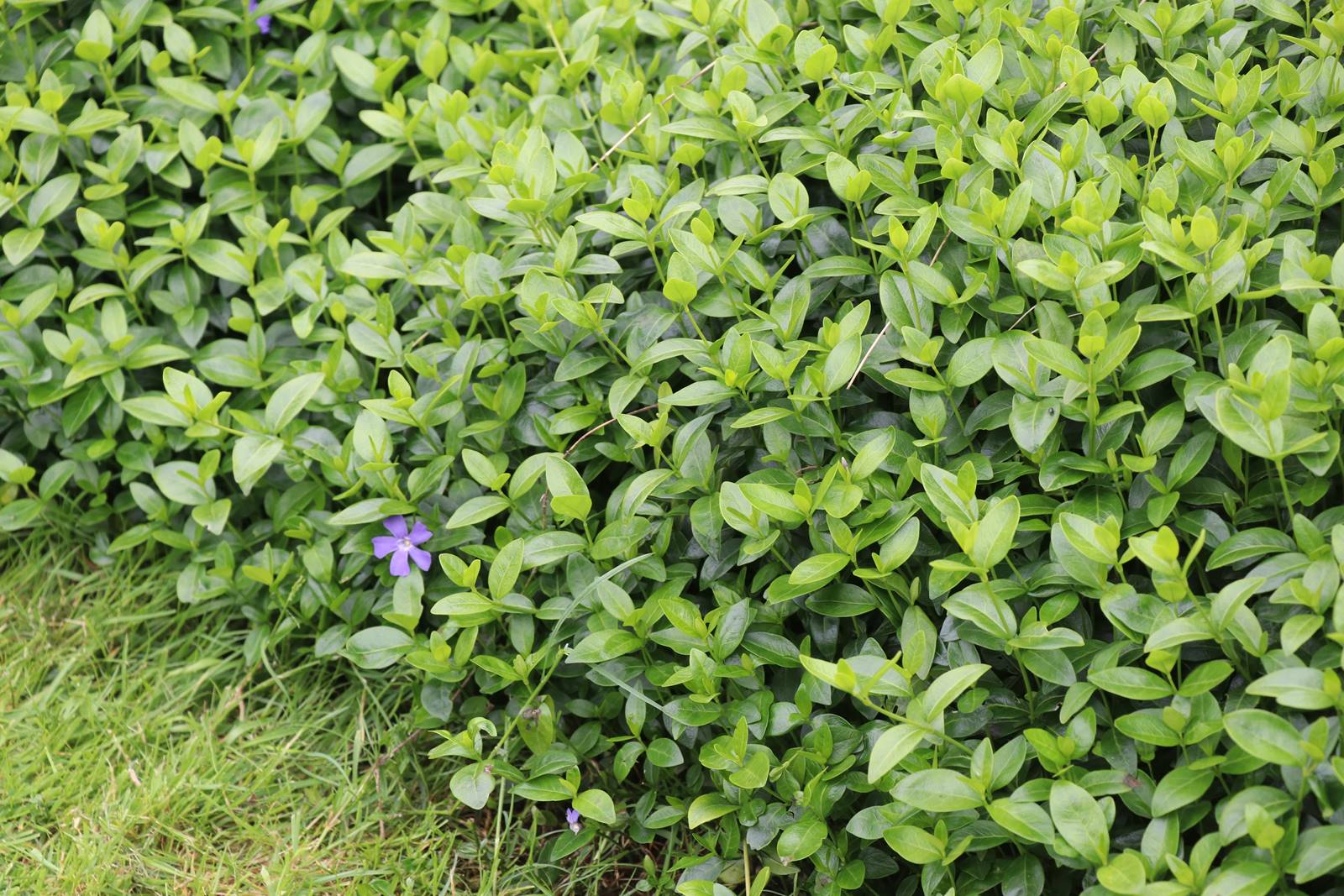 Cae Hir Wales (36) Cae Hir Wales (36)