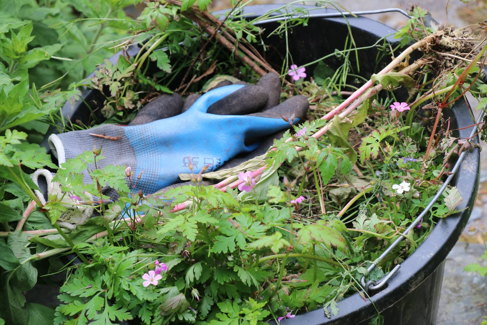 Cae Hir Wales (5) Cae Hir Wales (5)