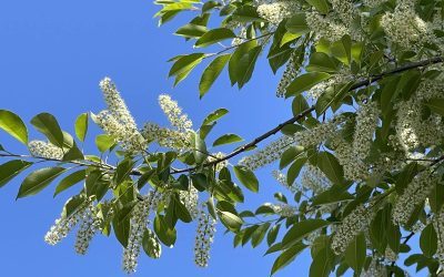 Les plantes invasives