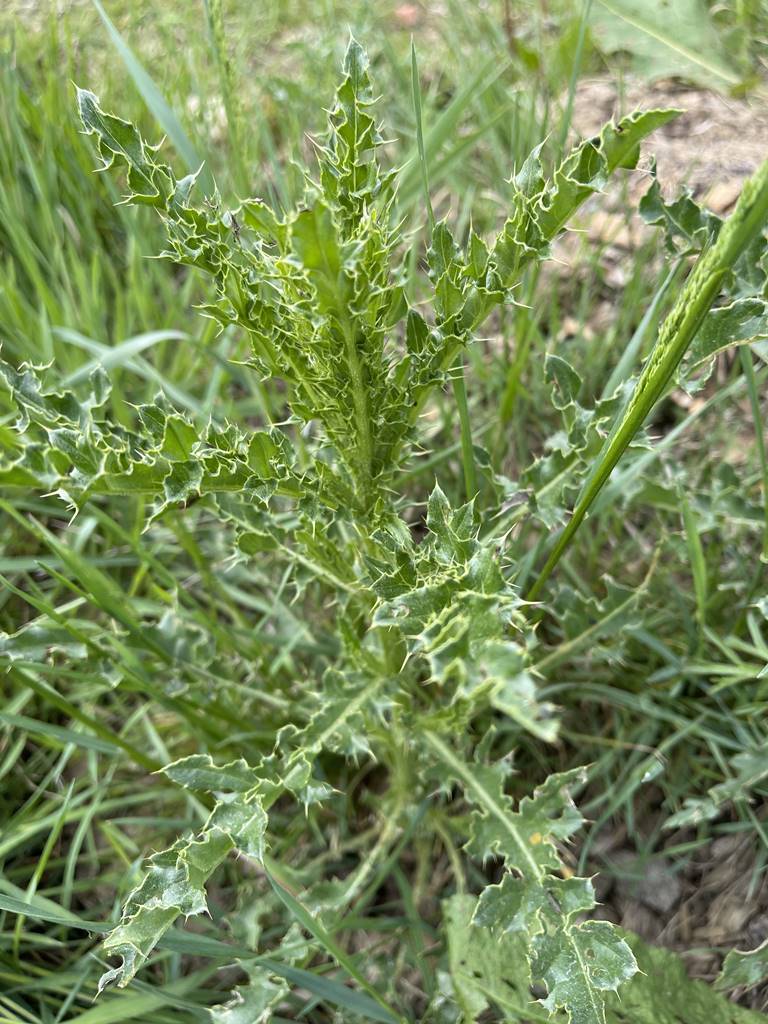 Chardon Cirsium arvense