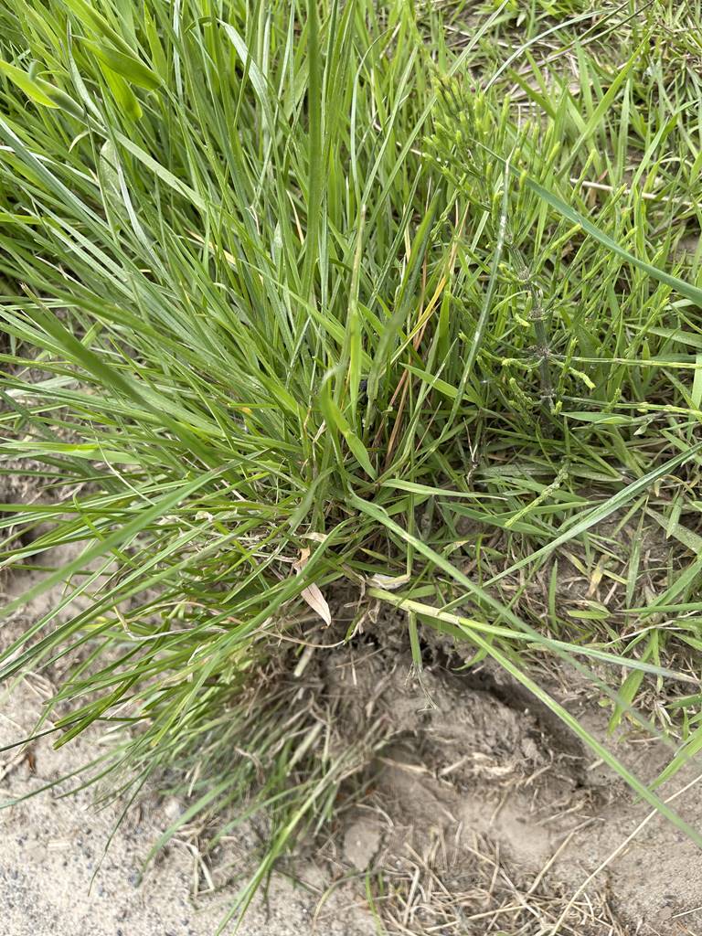 Chiendent Elytrigia repens