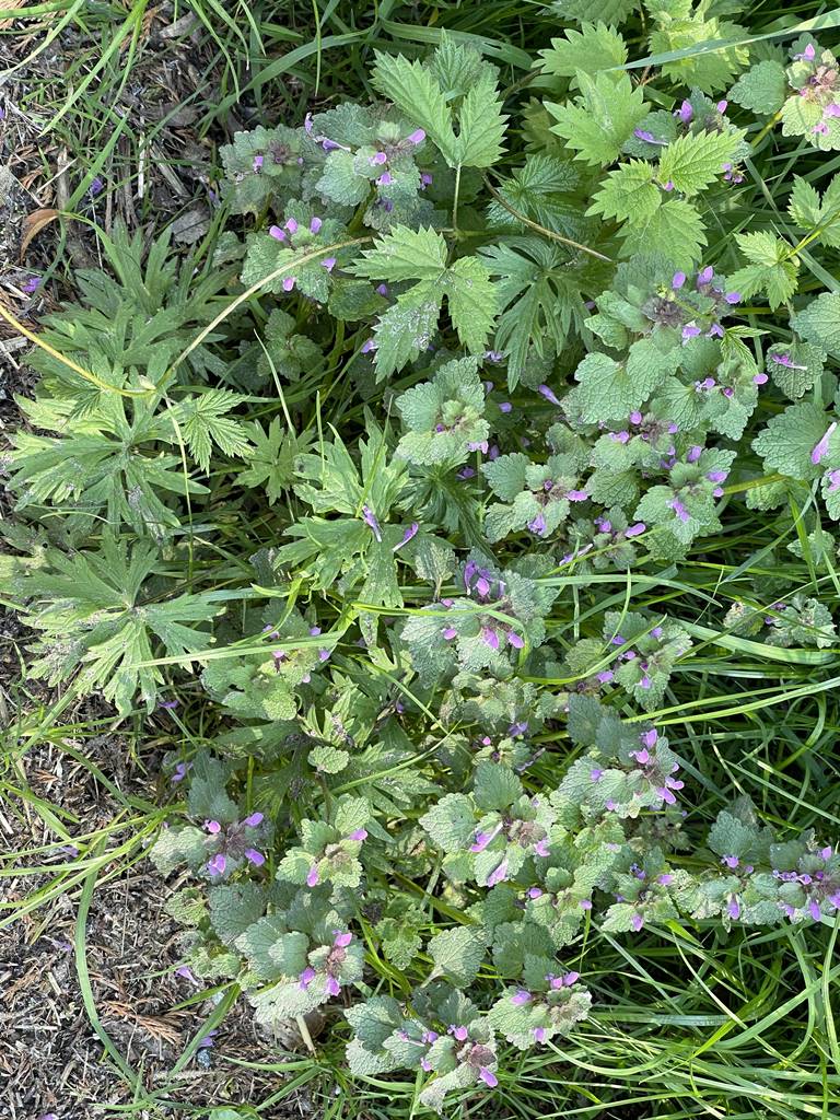 Herbes adventices (3)