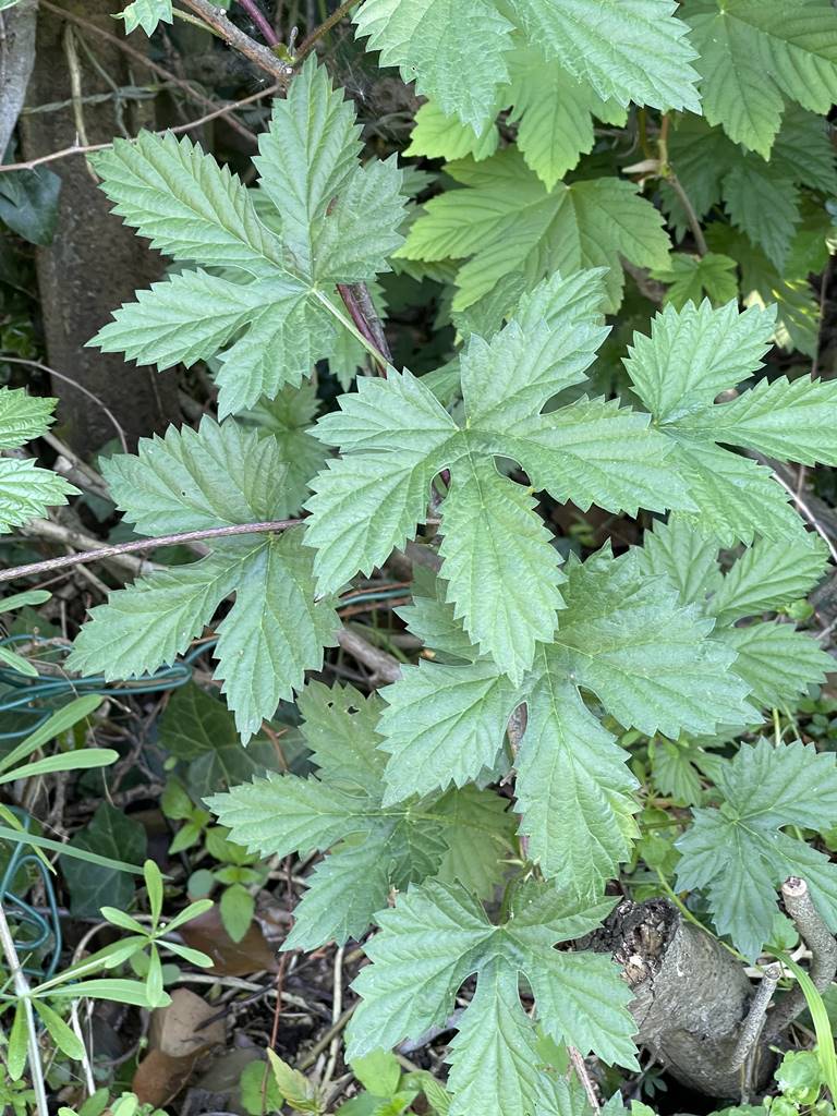 Herbes adventices (4)