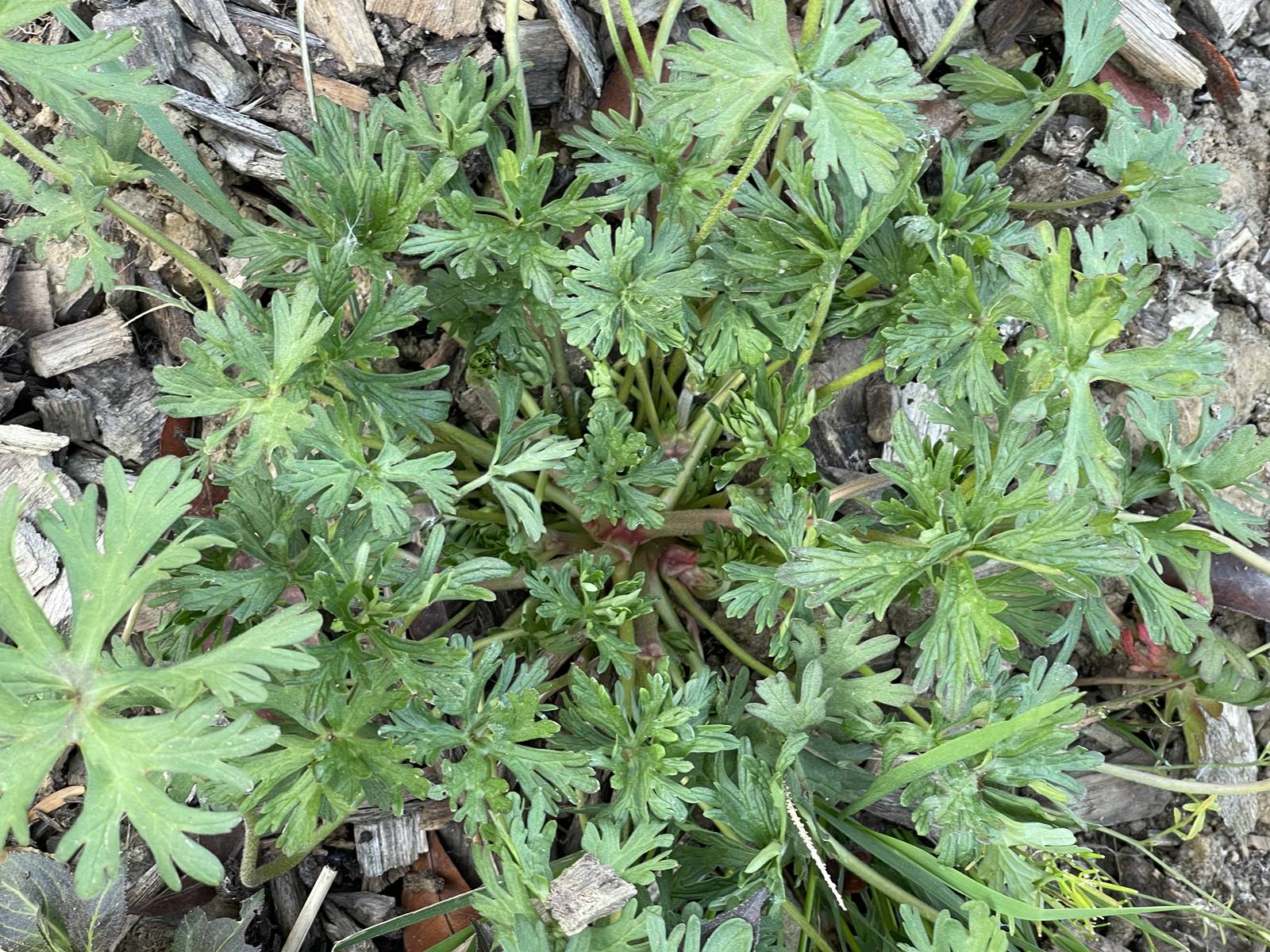 Herbes adventices (5)