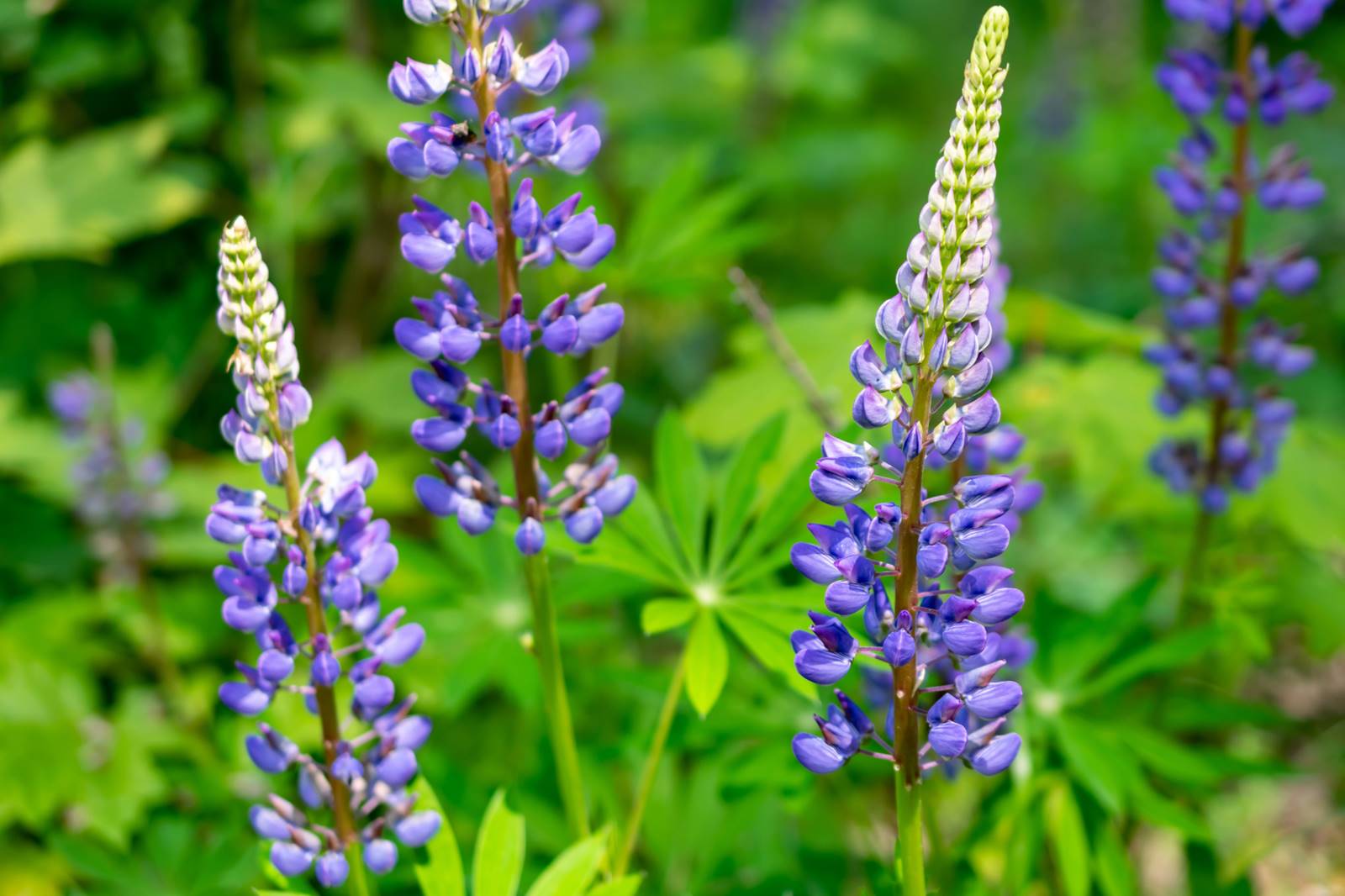 Lupin bleu Lupinus angustifolius Depositphotos