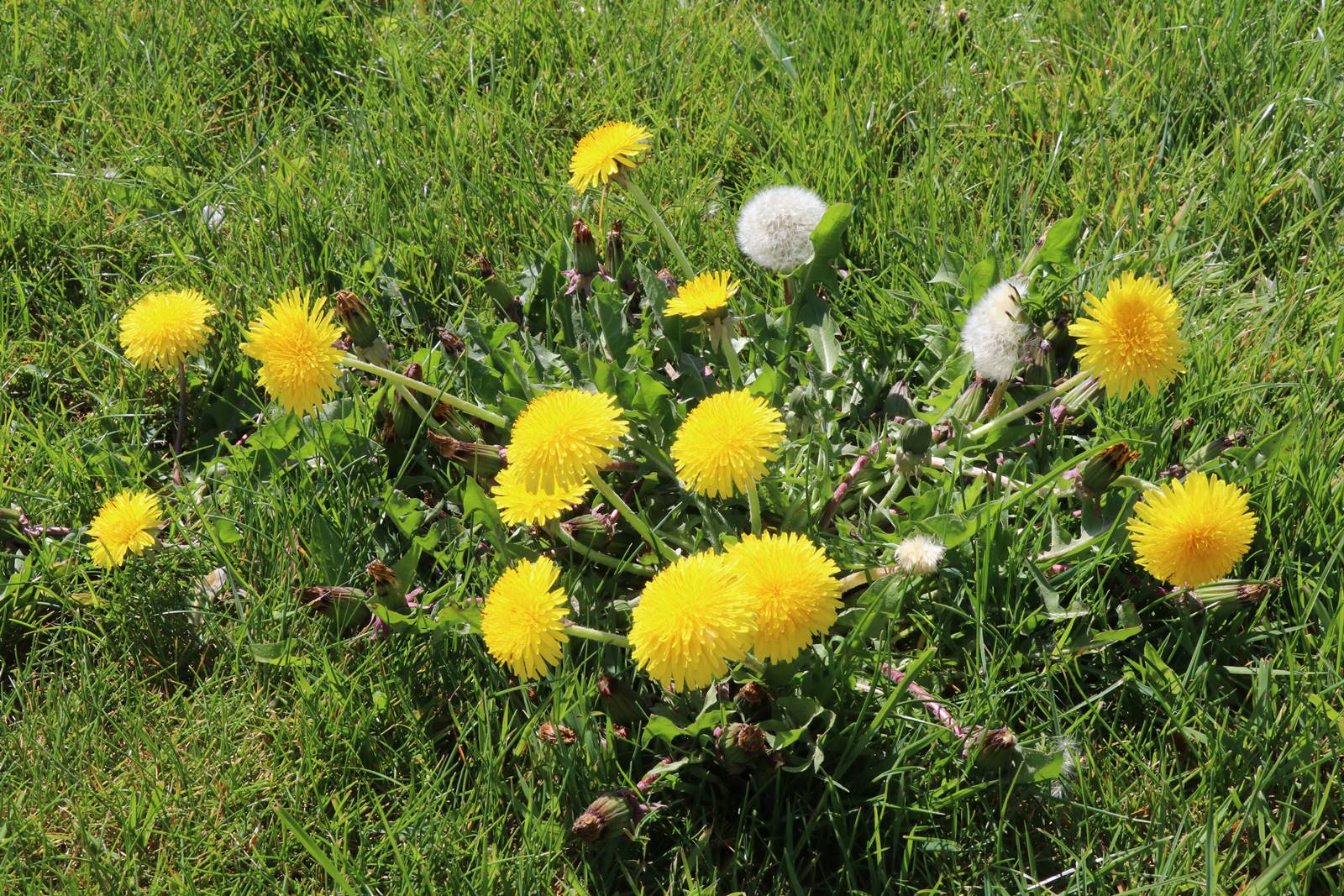 Pissenlit Taraxacum officinale (2)