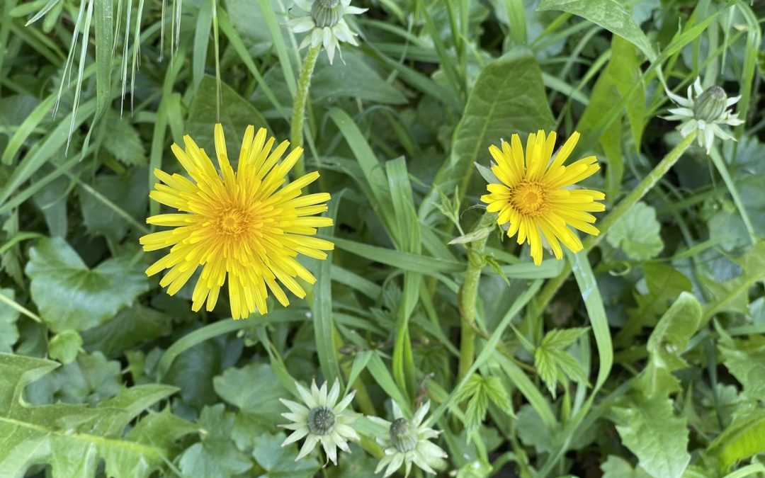 Les mauvaises herbes, à l&rsquo;attaque!