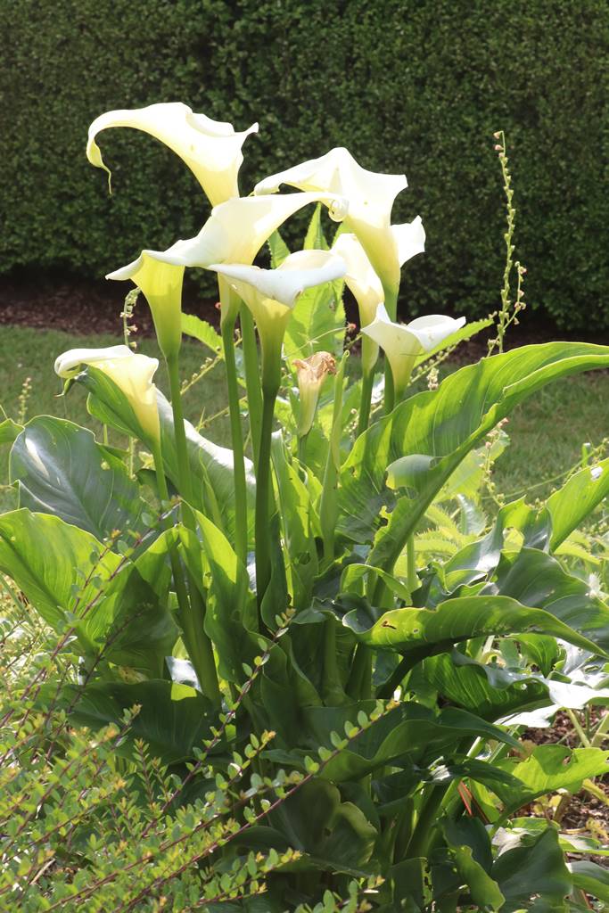 Plas Brondanw Wales (31) Plas Brondanw Wales (31)