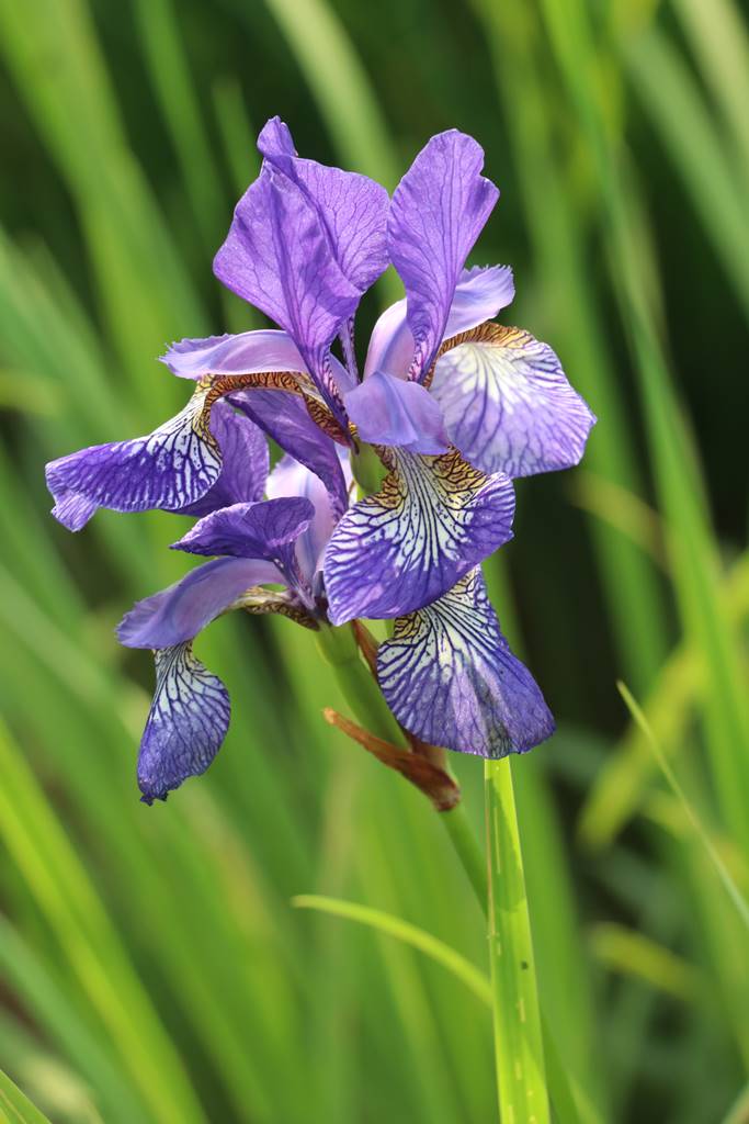 Plas Brondanw Wales (32) Plas Brondanw Wales (32)